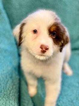 Fiona -  Australian Shepherd and Mixed Breed Dog for Adoption in Urbandale, Iowa - Fiona | PetCurious