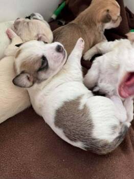 Chiweenie Dogs Available for Adoption - Poptart | PetCurious