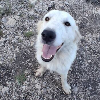 Jerry -  Great Pyrenees and Labrador Retriever Dog for Adoption in Boerne, Texas - Jerry | PetCurious