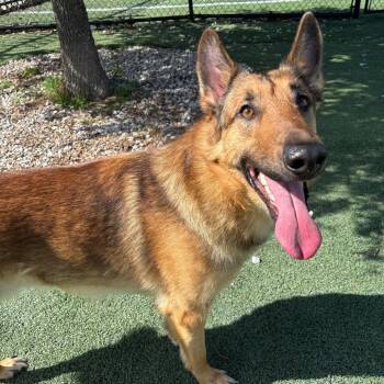 Mixed Breed Dogs Available for Adoption in Memphis, Tennessee - Danny O | PetCurious
