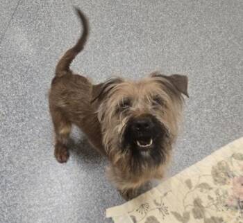 Mufasa -  Yorkshire Terrier and Mixed Breed Dog for Adoption in Westland, Michigan - Mufasa | PetCurious