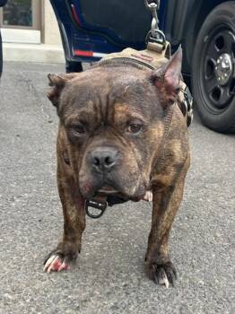 Butterfly -  Mixed Breed Dog for Adoption in Eugene, Oregon - Butterfly | PetCurious