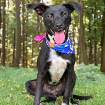 Pointer and Whippet Dogs Available for Adoption in Madisonville, Texas - Dahlia | PetCurious