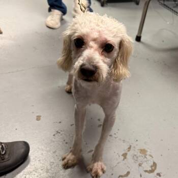 Poodle Dogs Available for Adoption in Trenton, New Jersey - NBA | PetCurious
