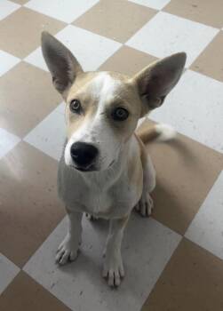Mixed Breed Dogs Available for Adoption in Rockport, Texas - Eowyn | PetCurious
