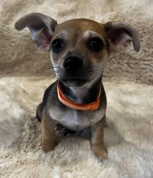 Olaf -  Chihuahua and Terrier Dog Available for Adoption in Martinez, California - Olaf | PetCurious