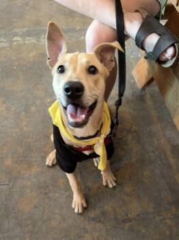 Gingerbread - AVAILABLE TO FOSTER OR ADOPT -  Mixed Breed Dog for Adoption in Clayton, North Carolina - Gingerbread - AVAILABLE TO FOSTER OR ADOPT | PetCurious