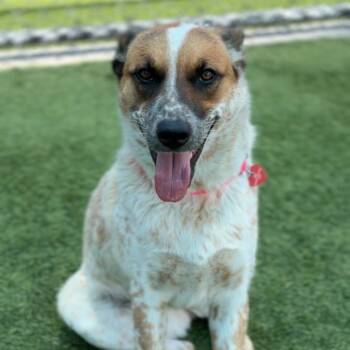 Sunny A2282836 -  Cattle Dog Dog for Adoption in Los Angeles, California - Sunny A2282836 | PetCurious