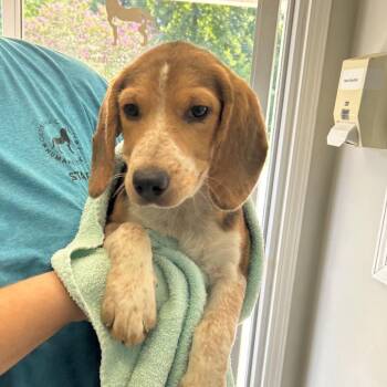 Heath -  Beagle and Mixed Breed Dog for Adoption in Starkville, Mississippi - Heath | PetCurious