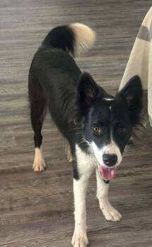 Fleur -  Border Collie Dog for Adoption in Lucas, Texas - Fleur | PetCurious