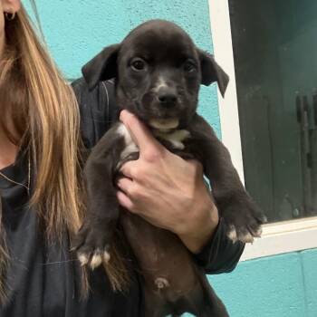Mammoth -  Mixed Breed Dog for Adoption in Brentwood, Missouri - Mammoth | PetCurious