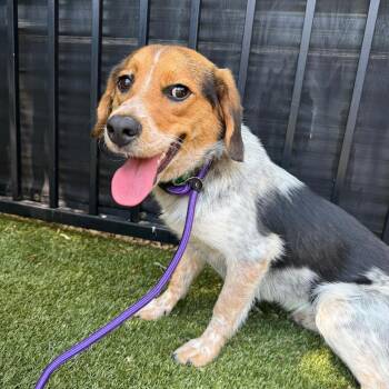 Beagle and Hound Dogs Available for Adoption in Charlottesville, Virginia - Boyd | PetCurious