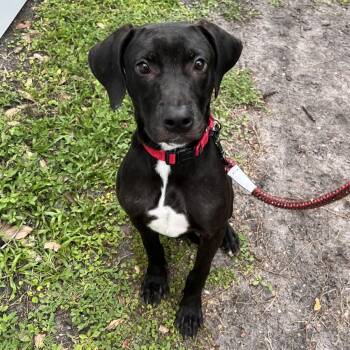 Cara -  Mixed Breed Dog for Adoption in Sarasota, Florida - Cara | PetCurious