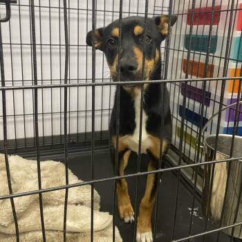 Mixed Breed Dogs Available for Adoption in Dickinson, Texas - Dobbie | PetCurious