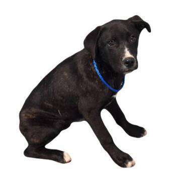 Cane Corso Dogs Available for Adoption in Red Bluff, California - Delmar | PetCurious