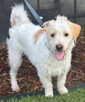 Parson Russell Terrier and Miniature Poodle Dogs Available for Adoption - BINGO | PetCurious