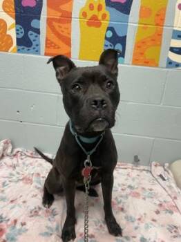 Darla -  Mixed Breed Dog for Adoption in Lowell, Massachusetts - Darla | PetCurious