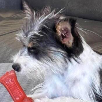 Mendy Lou -  Maltese and Yorkshire Terrier Dog for Adoption in Apple Valley, California - Mendy Lou | PetCurious
