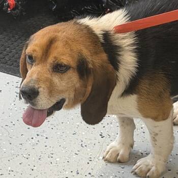 Montague -  Beagle and Hound Dog for Adoption in Aldie, Virginia - Montague | PetCurious
