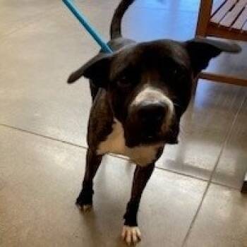 Rescue Mixed Breed Dogs for Adoption in York, Pennsylvania - Cash | PetCurious