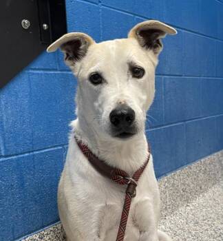 Buckly -  Labrador Retriever Dog for Adoption in Golden, Colorado - Buckly | PetCurious