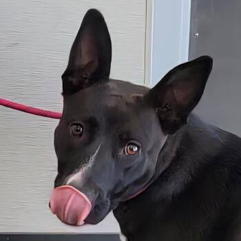 110627 -  Mixed Breed Dog for Adoption in Las Cruces, New Mexico - 110627 | PetCurious