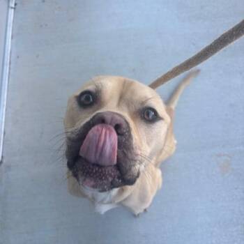 Peterbilt -  Terrier and Mixed Breed Dog for Adoption in Mooresville, North Carolina - Peterbilt | PetCurious