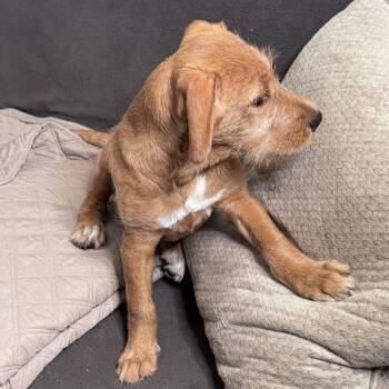 Tanner -  Labradoodle and Labrador Retriever Dog for Adoption in Atlanta, Texas - Tanner | PetCurious