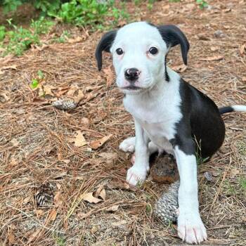 Milou -  Hound and Mixed Breed Dog for Adoption in Raleigh, North Carolina - Milou | PetCurious