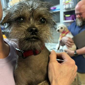 Chinese Crested Dog and Yorkshire Terrier Dogs Available for Adoption in Stephenville, Texas - Ollie | PetCurious