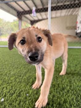 Mixed Breed Dogs Available for Adoption - Henry | PetCurious