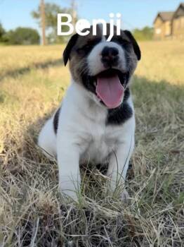 BENJI -  Mixed Breed Dog for Adoption in Dallas, Texas - BENJI | PetCurious
