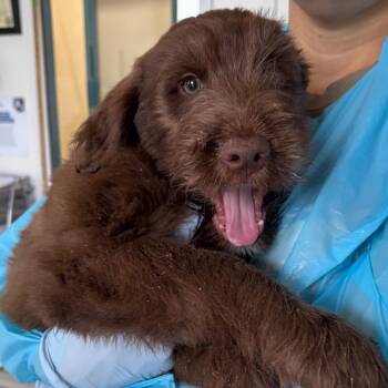 Spaniel and Hound Dogs Available for Adoption in Nashville, Tennessee - Louis Armstrong | PetCurious