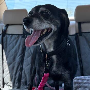Hawkeye -  Beagle Dog for Adoption in West Des Moines, Iowa - Hawkeye | PetCurious