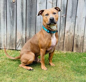 Rescue Pit Bull Terrier and Husky Dogs for Adoption in Redondo Beach, California - Taco-ADOPT Me!! | PetCurious