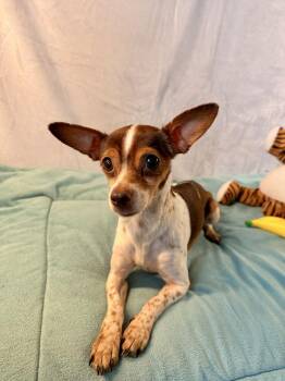 McIntosh -  Chihuahua Dog for Adoption in Richmond, Texas - McIntosh | PetCurious