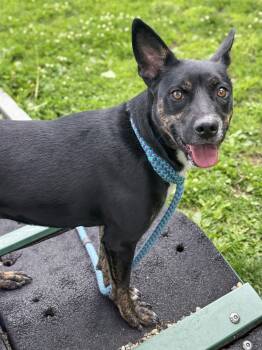 Diamond -  Shepherd and Pit Bull Terrier Dog for Adoption in Anderson, Indiana - Diamond | PetCurious