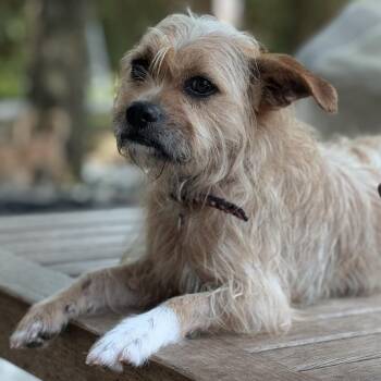 Beethoven -  Terrier Dog for Adoption in Richmond, Texas - Beethoven | PetCurious