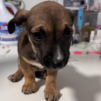 Mixed Breed Dogs Available for Adoption - Bloom | PetCurious