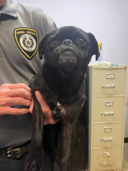 Melody -  Pug Dog for Adoption in New Braunfels, Texas - Melody | PetCurious