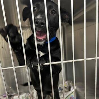 Mixed Breed Dogs Available for Adoption in Knoxville, Tennessee - Ramones | PetCurious