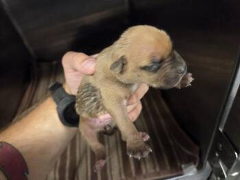 Rescue American Staffordshire Terrier and Mixed Breed Dogs for Adoption in Houston, Texas - A643092 | PetCurious