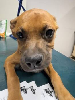 Lulu -  Boxer and Pit Bull Terrier Dog for Adoption in Pequot Lakes, Minnesota - Lulu | PetCurious