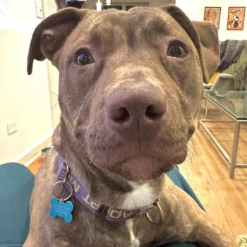 Mixed Breed Dogs Available for Adoption in Chicago, Illinois - Chiku | PetCurious