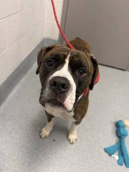 ALFREDO -  Boxer and Mixed Breed Dog for Adoption in Indianapolis, Indiana - ALFREDO | PetCurious