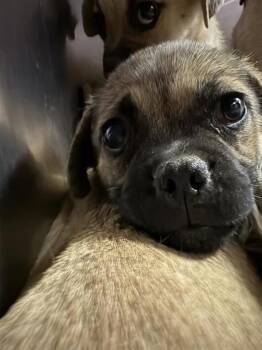 61181831 -  Pug and Mixed Breed Dog for Adoption in El Paso, Texas - 61181831 | PetCurious