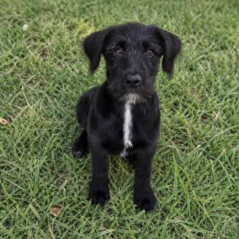 Poodle and Australian Cattle Dog Blue Heeler Dogs Available for Adoption in Cedar Park, Texas - Starlng | PetCurious