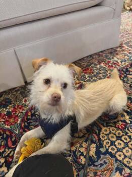 Terrier and Maltese Dogs Available for Adoption - Millie | PetCurious