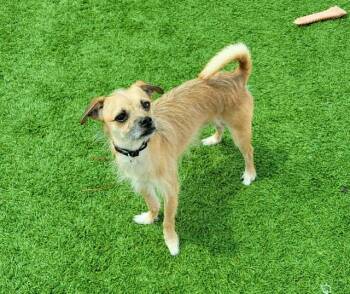 TIMON -  Border Terrier and Chihuahua Dog for Adoption in Sarasota, Florida - TIMON | PetCurious