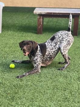 German Shorthaired Pointer Dogs Available for Adoption in Burlingame, California - Blitzen | PetCurious